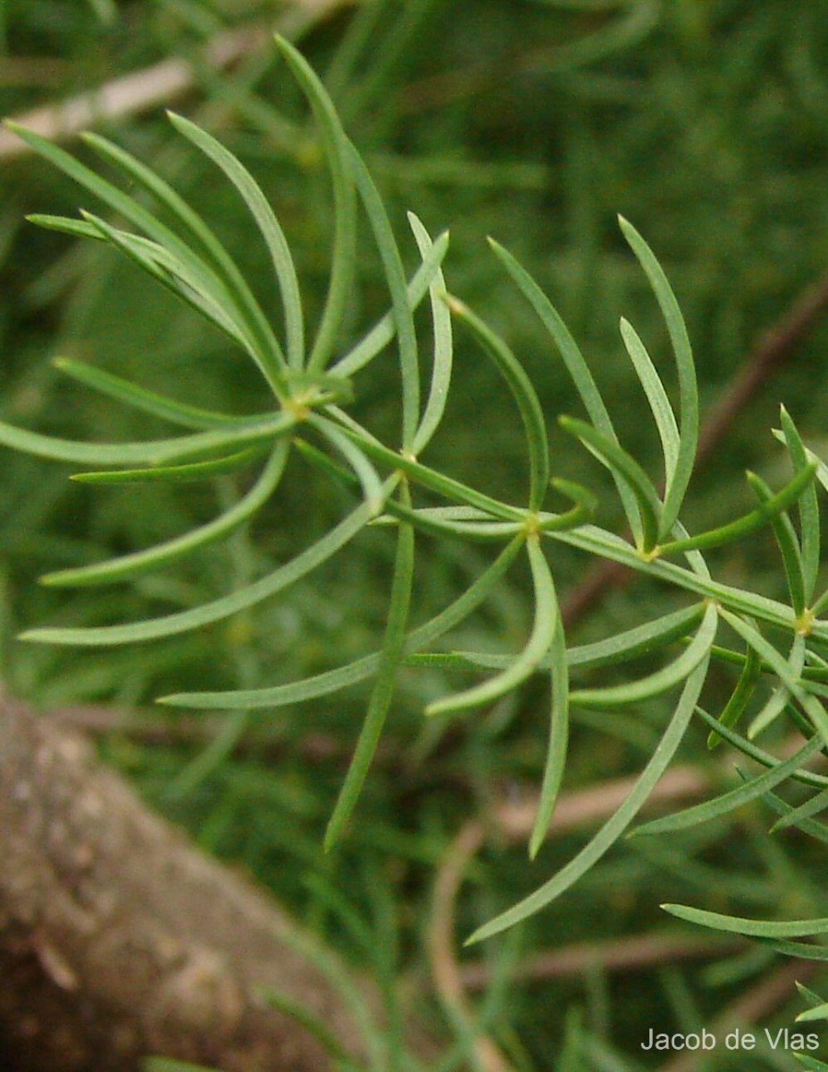 Asparagus densiflorus (Kunth) Jessop